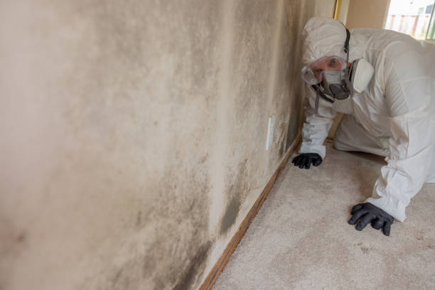 Best Residential Mold Inspection & Testing  in Seeley Lake, MT